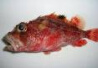 オニカサゴ｜毒のある魚